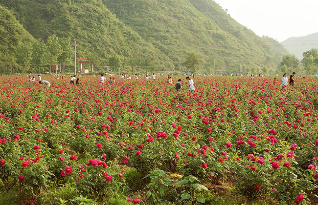 2019农村种植哪些花卉最赚钱?