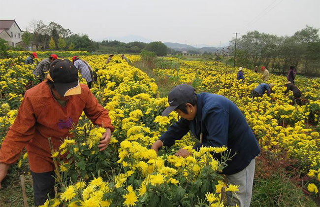 2019农村种植哪些花卉最赚钱?