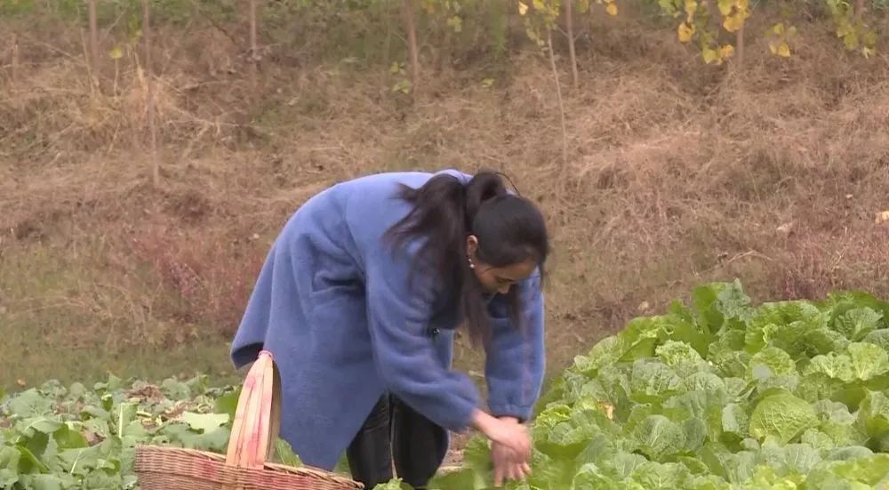 广东养殖嚎猪技术视频_广东生猪养殖_养殖猪技术视频大全