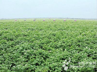 小香薯产地哪里好：气温下降天津市蔬菜价格浮动频繁