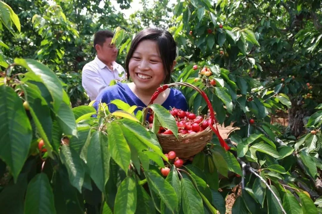 致富经大樱桃种植视频_致富经大樱桃种植_致富种植樱桃大棚视频