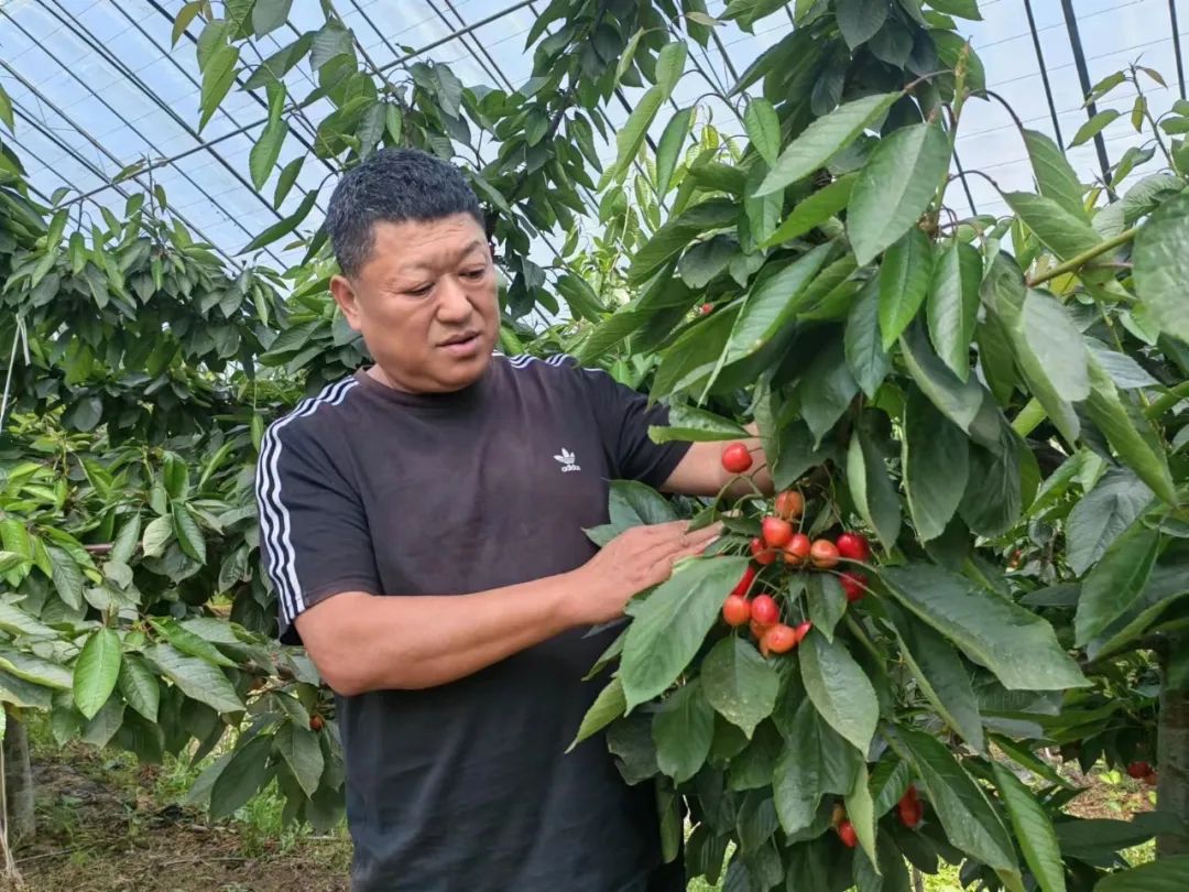 致富经大樱桃种植视频_致富种植樱桃大棚视频_致富经大樱桃种植