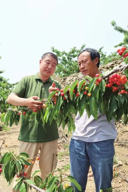 致富经大樱桃种植视频_致富经大樱桃种植_致富种植樱桃大树视频