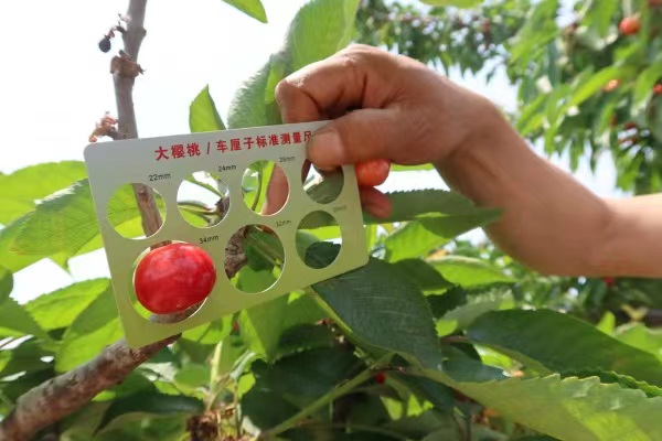 致富经大樱桃种植视频_致富种植樱桃大树视频_致富经大樱桃种植