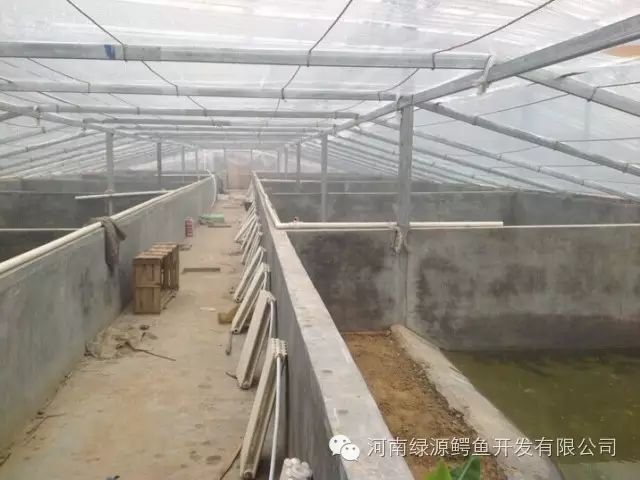 登封肉鸡养殖大棚技术_土鸡养殖全程技术_鄂鱼养殖技术