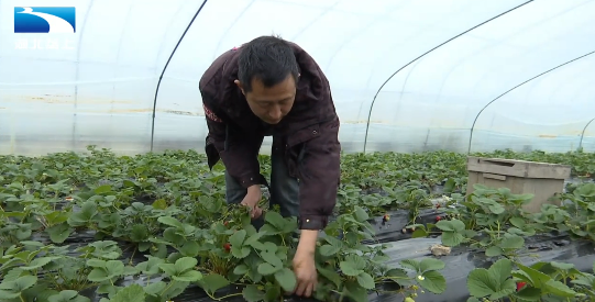 眉县种什么_眉县种植致富_种植致富业