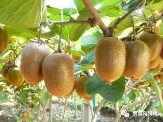 眉县种什么_种植致富业_眉县种植致富