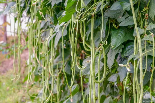 架豆王什么时候种_架豆王高温期种植技术_架豆王栽培技术