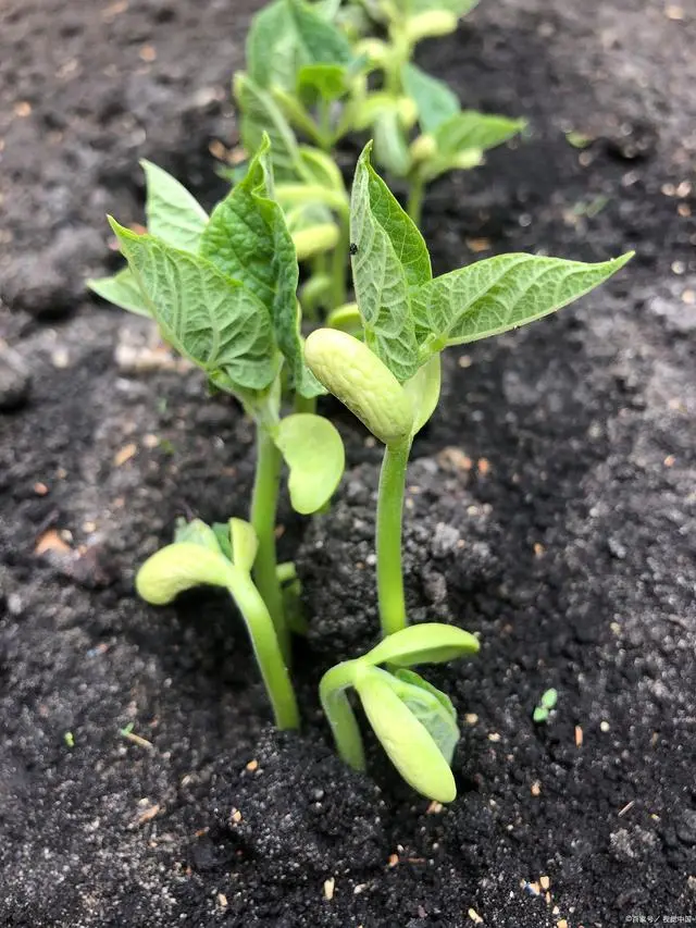 架豆王栽培技术_架豆王什么时候种_架豆王高温期种植技术