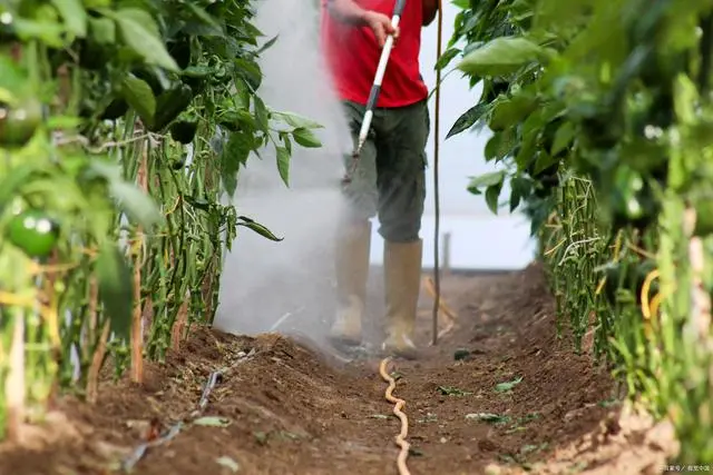 架豆王什么时候种_架豆王栽培技术_架豆王高温期种植技术