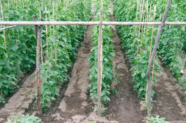 架豆王高温期种植技术_架豆王栽培技术_架豆王什么时候种