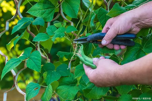 架豆王高温期种植技术_架豆王什么时候种_架豆王栽培技术