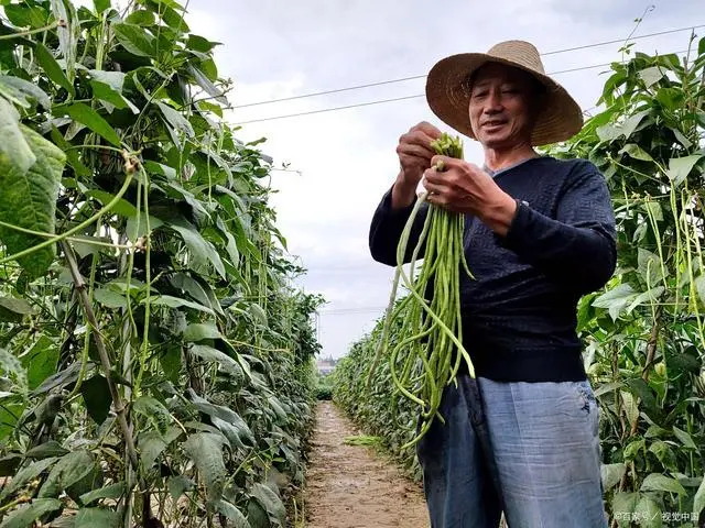 架豆王栽培技术_架豆王高温期种植技术_架豆王什么时候种