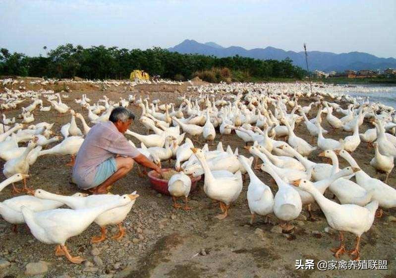 家养鸭子冬天怎么过冬_冬天养鸭子的技术_鸭子鸭子冬天养殖技术