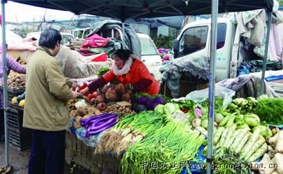 浙薯13红薯加工设备：哈尔滨蔬菜迎节日性价格上涨