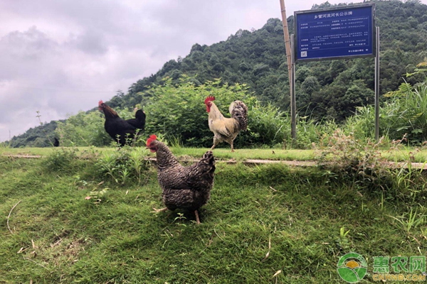 要想养鸡挣大钱，这6个土鸡养殖要点不要错过！-图片版权归惠农网所有