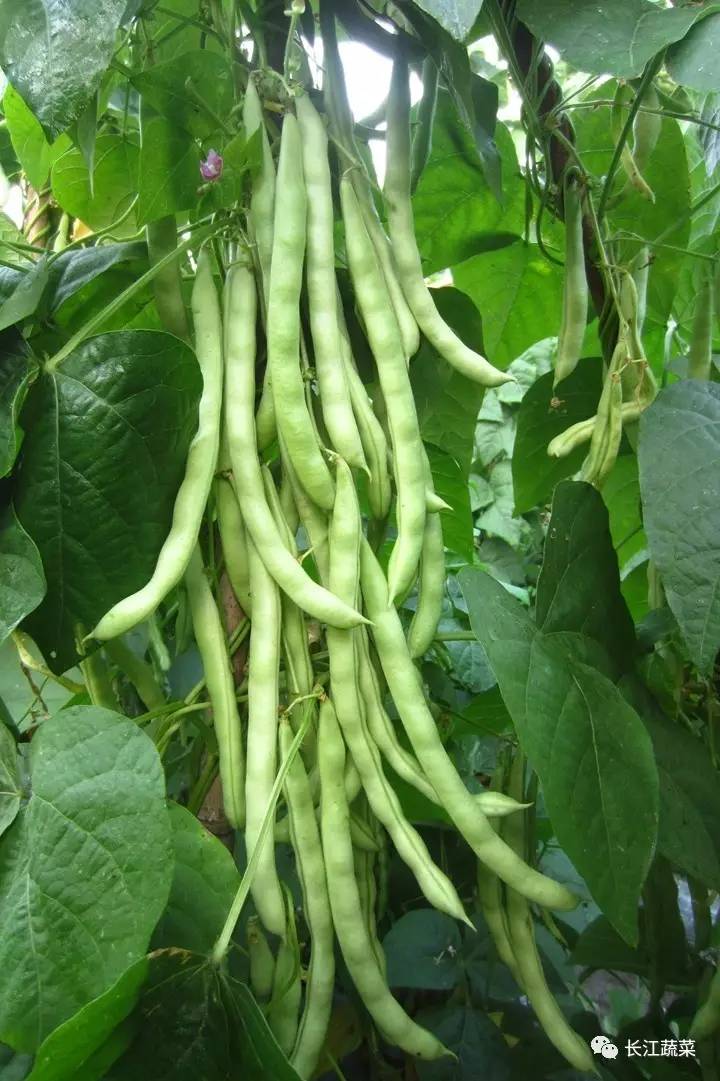 架豆王生长的适宜温度_架豆王种植温度_架豆王高温期种植技术