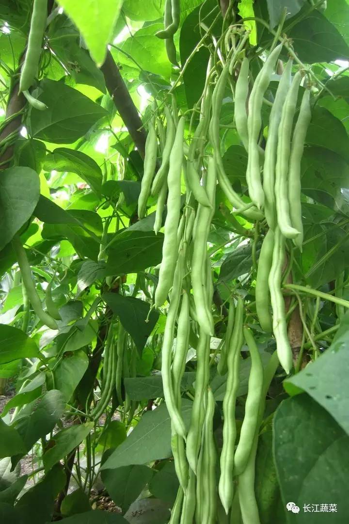 架豆王高温期种植技术_架豆王生长的适宜温度_架豆王种植温度