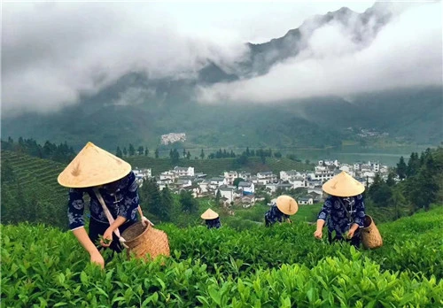 致富茶叶种植模式有哪些_茶农致富_茶叶种植致富模式