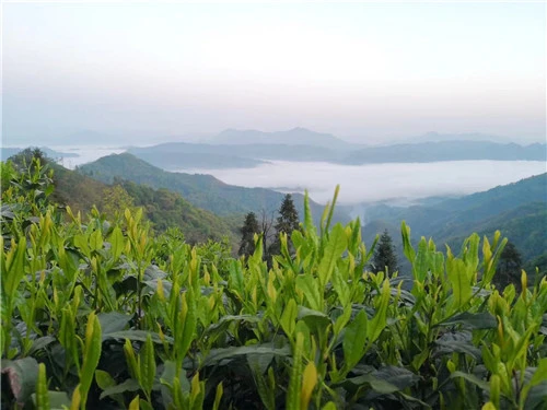 茶叶种植致富模式_致富茶叶种植模式有哪些_茶农致富