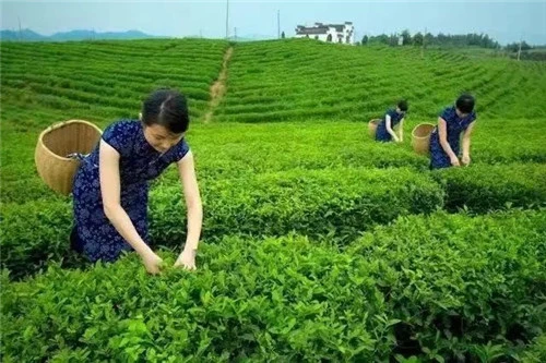 茶叶种植致富模式_茶农致富_致富茶叶种植模式有哪些