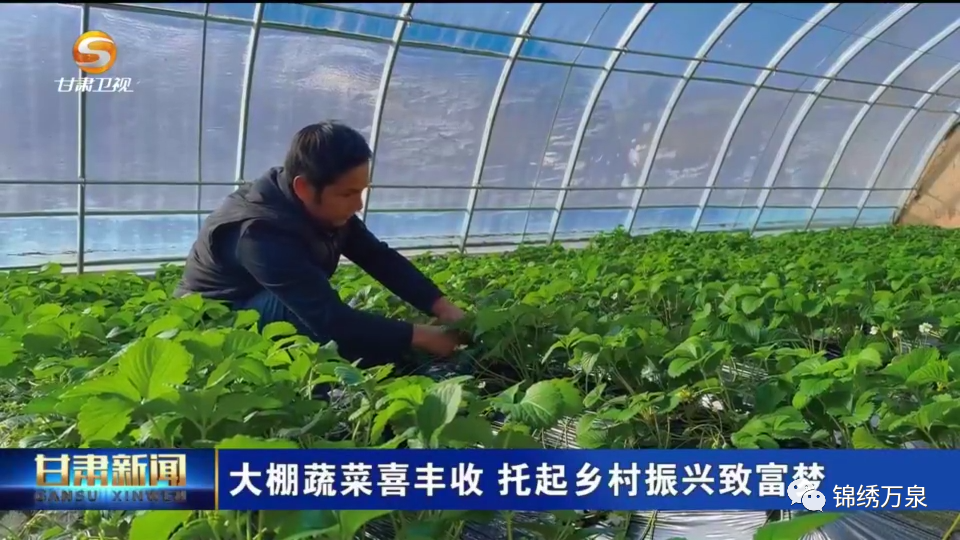 视频种植露地技术有哪些_视频种植露地技术要点_露地种植技术视频