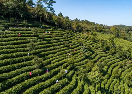 茶农致富_茶叶致富经_茶叶种植致富模式