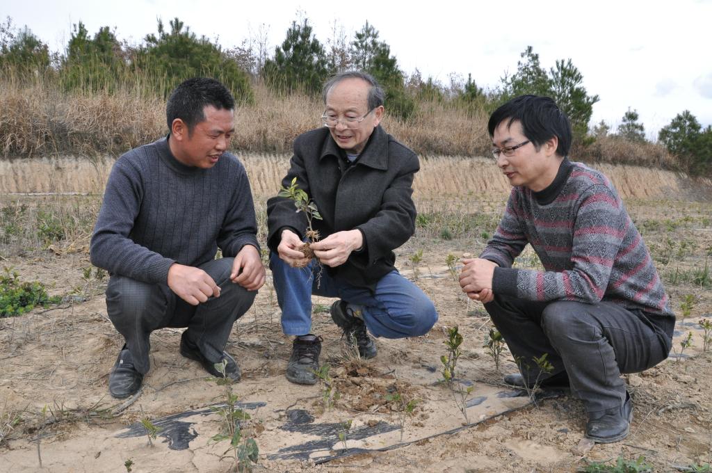 致富茶叶种植模式是什么_致富茶叶种植模式有哪些_茶叶种植致富模式