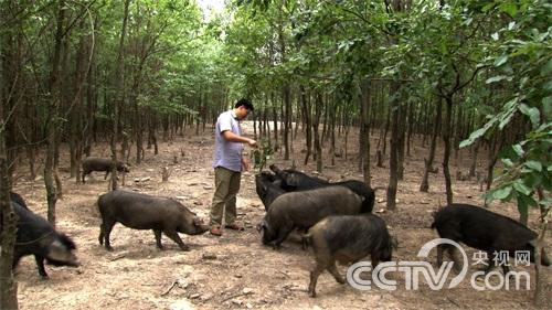 [致富经]藏在树林里的财富(20150805)