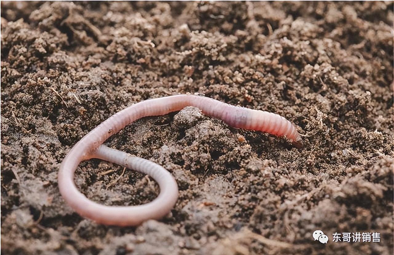 生物养殖致富项目_致富养殖生物项目有哪些_致富养殖生物项目简介