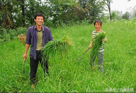 林下如何种草养鸡