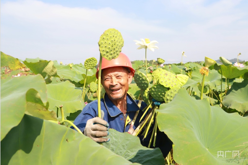 如何种植莲蓬_莲蓬种植技术视频_种植莲蓬致富方法