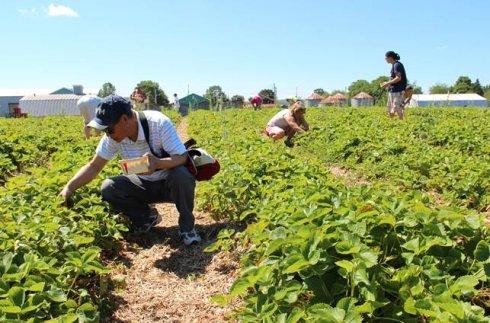 农村致富项目种植业_休闲农业种植致富_农村致富新项目种植业