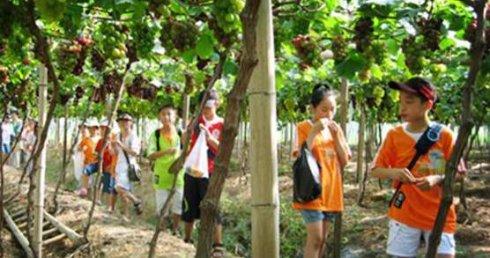 休闲农业种植致富_农村致富新项目种植业_农村致富项目种植业