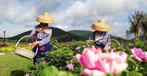 农村致富项目种植业_农村致富新项目种植业_休闲农业种植致富