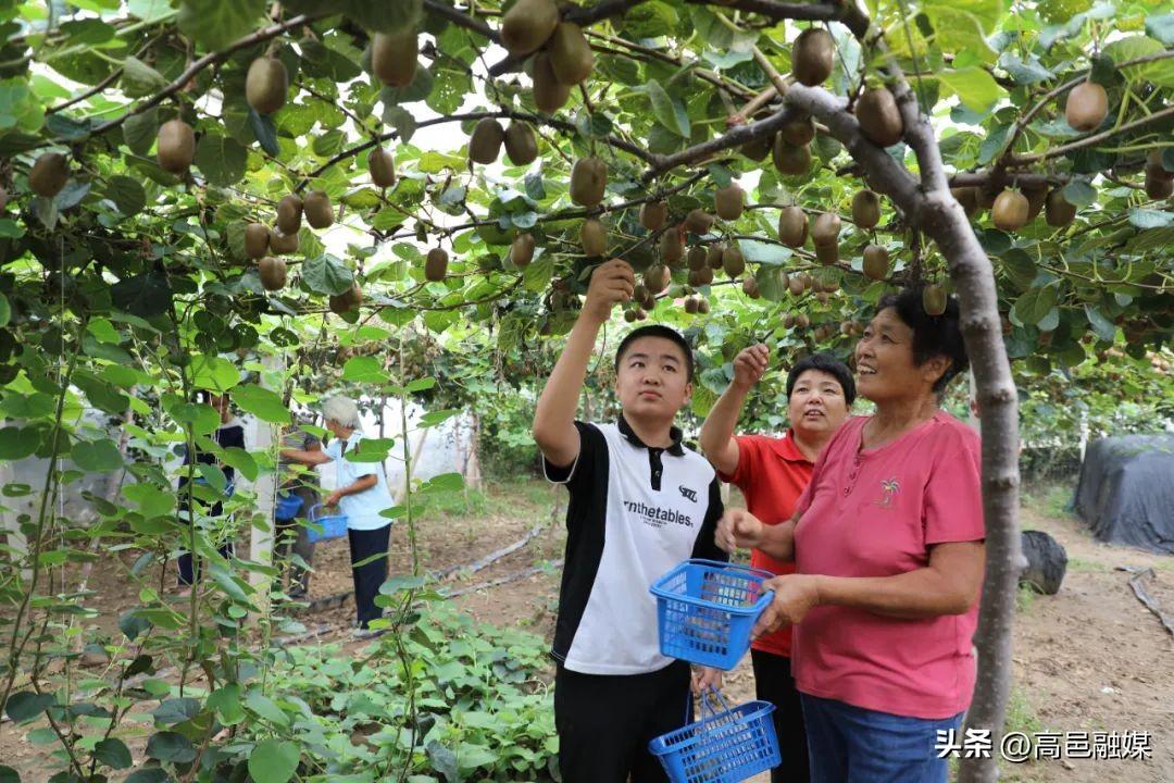 乡村振兴丨特色种植猕猴桃 助农增收“致富果”