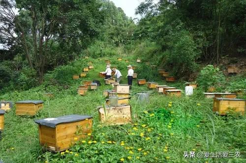 生物养殖致富项目_致富养殖生物项目简介_致富养殖好项目