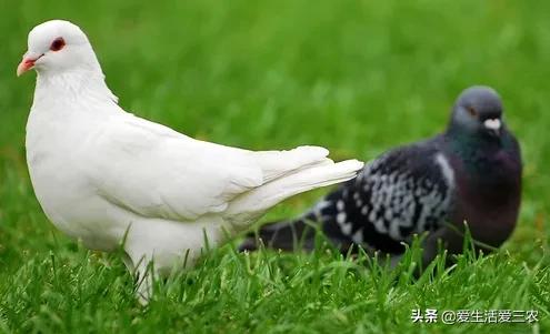 生物养殖致富项目_致富养殖好项目_致富养殖生物项目简介