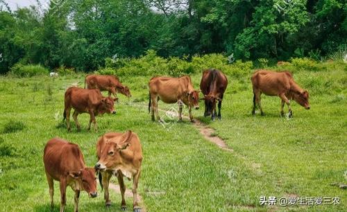 生物养殖致富项目_致富养殖生物项目简介_致富养殖好项目