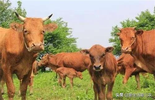 致富养殖好项目_生物养殖致富项目_致富养殖生物项目简介