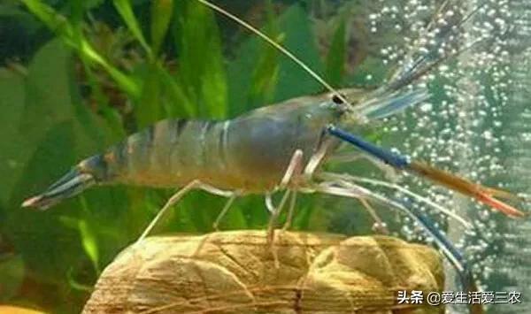 致富养殖生物项目简介_致富养殖好项目_生物养殖致富项目