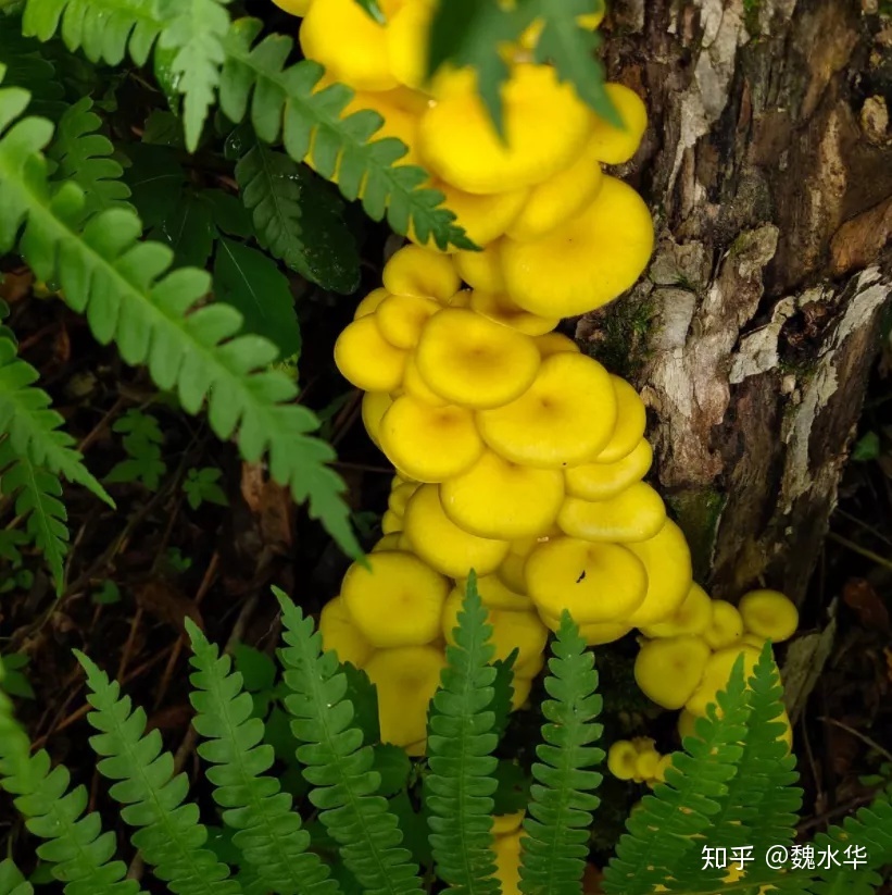 红蘑种植技术哪里学_红蘑菇种植方法_红蘑种植技术