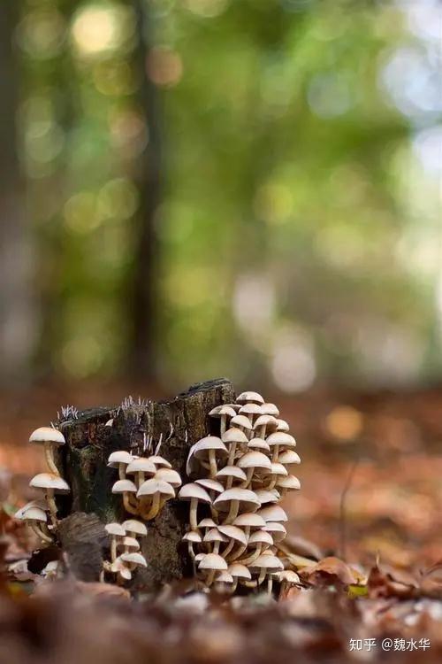 红蘑种植技术哪里学_红蘑种植技术_红蘑菇种植方法