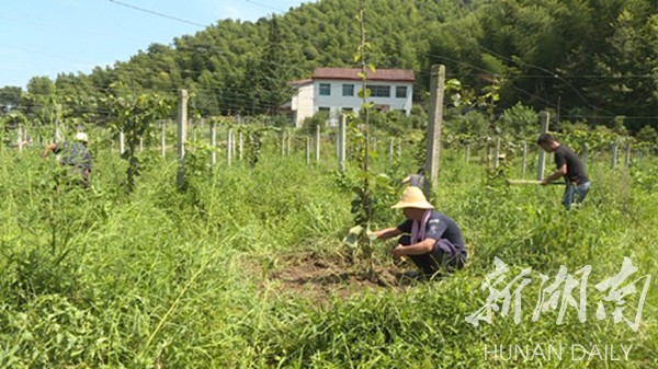 羊楼司镇龙窖山村：特色产业结出脱贫致富“红心果”