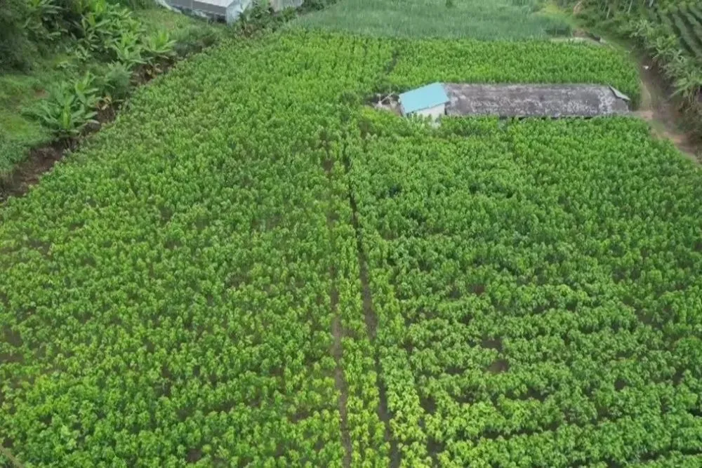 【新春走基层】冬闲田种植荷兰豆 拓宽增收致富路