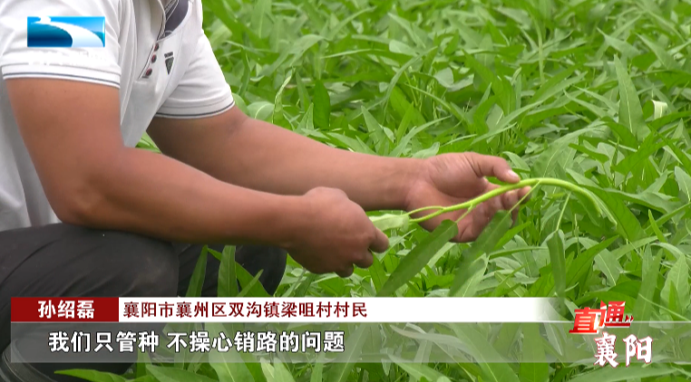 蔬菜水果种植致富经验_致富经种植三种水果亩收入过亿_致富蔬菜水果种植经验总结