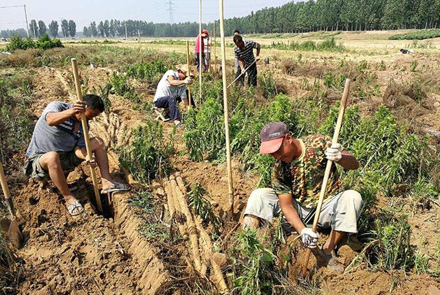 山药先进种植技术视频_山药最先进种植技术_种山药最先进技术