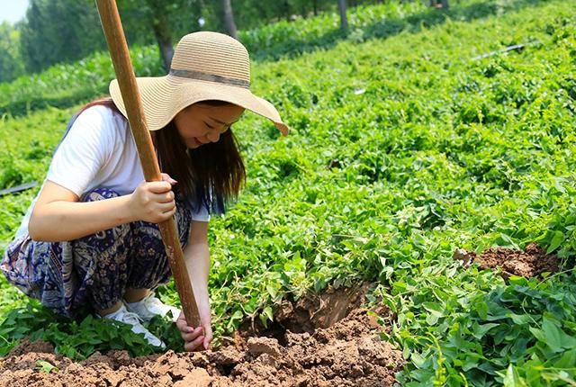 山药先进种植技术视频_种山药最先进技术_山药最先进种植技术