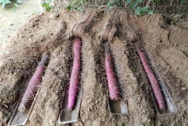 种山药最先进技术_山药先进种植技术视频_山药最先进种植技术