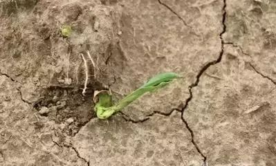 玉米种植时间_玉米种植时间和技术_玉米种植技术时间要求